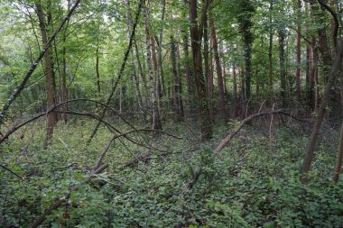 Berlin ormanındaki kaba odunsu döküntüler. Kopenick, Berlin, Almanya
