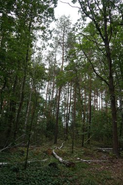Berlin ormanındaki kaba odunsu döküntüler. Kopenick, Berlin, Almanya