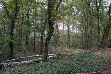 Berlin ormanındaki kaba odunsu döküntüler. Kopenick, Berlin, Almanya