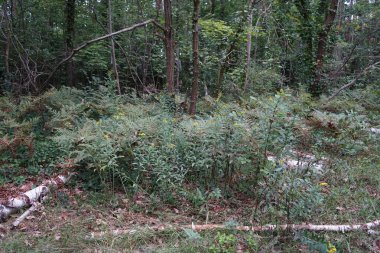 Berlin ormanındaki kaba odunsu döküntüler. Kopenick, Berlin, Almanya