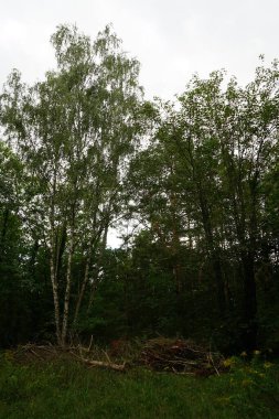 Masal gibi bir orman krallığında hoş bir bitki örtüsü. Kopenick, Berlin, Almanya 