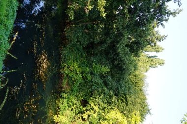 Eylül ayında Wuhle Nehri 'nin kıyısındaki olağanüstü yoğun bitki örtüsü. Kopenick, Berlin, Almanya 