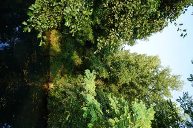 Eylül ayında Wuhle Nehri 'nin kıyısındaki olağanüstü yoğun bitki örtüsü. Kopenick, Berlin, Almanya 