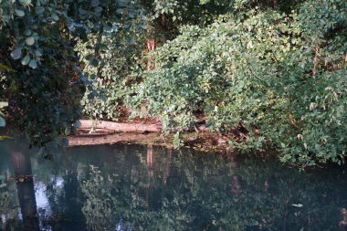 Wuhle nehrinin çalılıklarında su kuşu. Dağ tavuğu (
