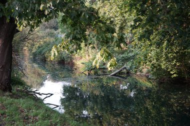 Eylül ayında Wuhle Nehri 'nin kıyısındaki olağanüstü yoğun bitki örtüsü. Kopenick, Berlin, Almanya  