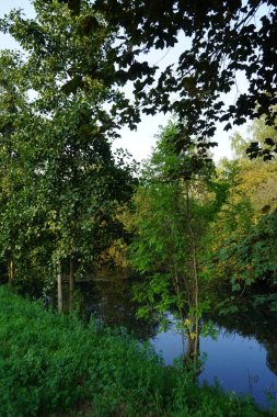 Eylül ayında Wuhle Nehri 'nin kıyısındaki olağanüstü yoğun bitki örtüsü. Kopenick, Berlin, Almanya  