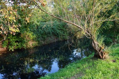Eylül ayında Wuhle Nehri 'nin kıyısındaki olağanüstü yoğun bitki örtüsü. Kopenick, Berlin, Almanya  