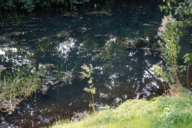 Eylül ayında Wuhle Nehri 'nin kıyısındaki olağanüstü yoğun bitki örtüsü. Kopenick, Berlin, Almanya 