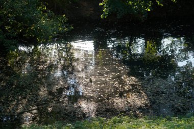 Eylül ayında Wuhle Nehri 'nin kıyısındaki olağanüstü yoğun bitki örtüsü. Kopenick, Berlin, Almanya 
