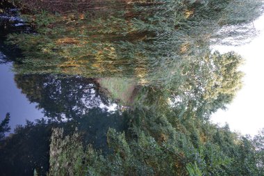 Eylül ayında Wuhle Nehri 'nin kıyısındaki olağanüstü yoğun bitki örtüsü. Kopenick, Berlin, Almanya 