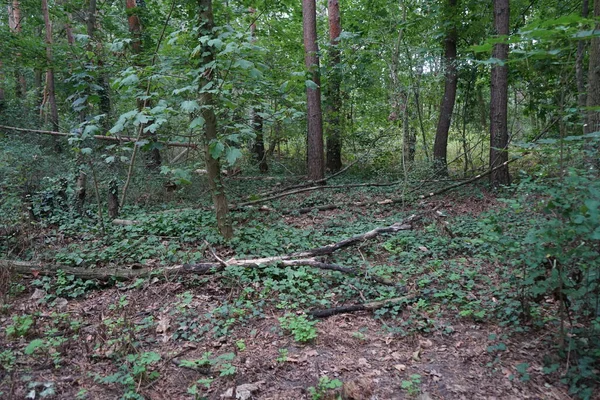 Grovt Träskrot Berlinskogen Kopenick Berlin Tyskland — Stockfoto