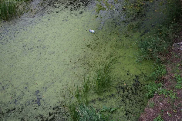 9月には浅い川のプールの開花水 ドイツ ベルリン — ストック写真