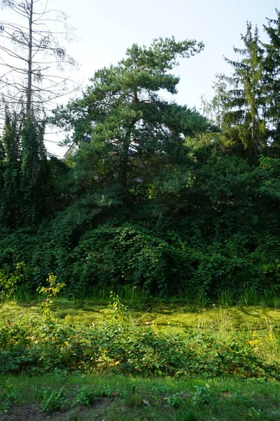 Magnífica Vegetación Densa Orillas Del Río Wuhle Septiembre Kopenick Berlín — Foto de Stock