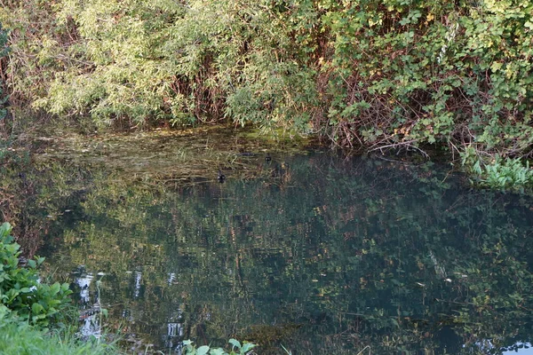 Sauvagine Dans Eau Rivière Wuhle Gallinula Chloropus Est Une Espèce — Photo