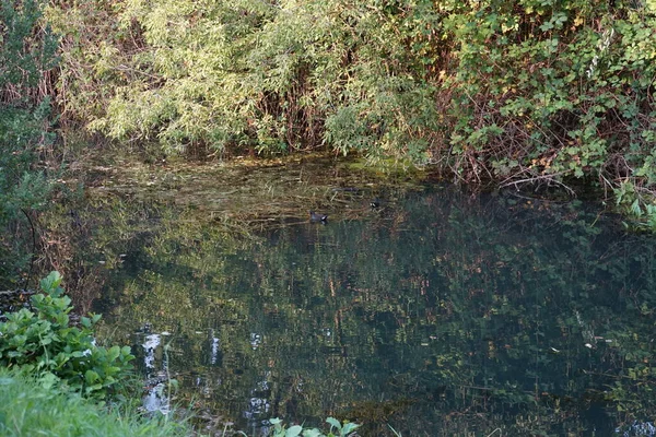 Wuhle Nehrinin Suyunda Kuşu Avrasya Tavuğu Gallinula Chloropus Atmacagiller Rallidae — Stok fotoğraf