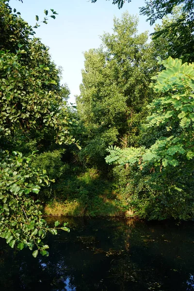 9月には ウール川の岸に壮大な密な植生 ドイツ ベルリンのコピネック — ストック写真
