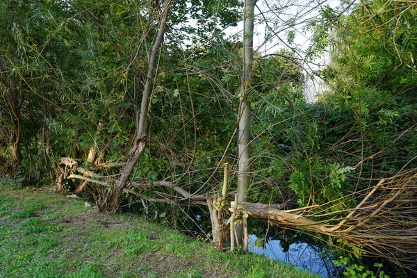 Prachtige Dichte Vegetatie Aan Oevers Van Rivier Wuhle September Kopenick — Stockfoto