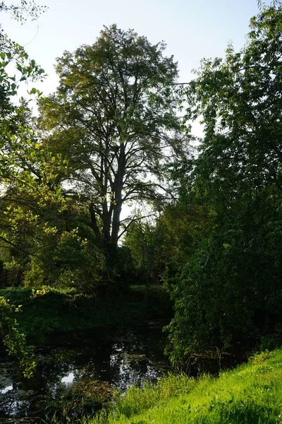 Magnifique Végétation Dense Sur Les Rives Rivière Wuhle Septembre Kopenick — Photo