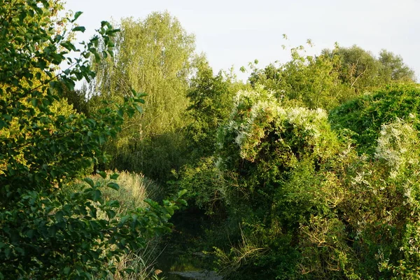 Prachtige Dichte Vegetatie Aan Oevers Van Rivier Wuhle September Kopenick — Stockfoto