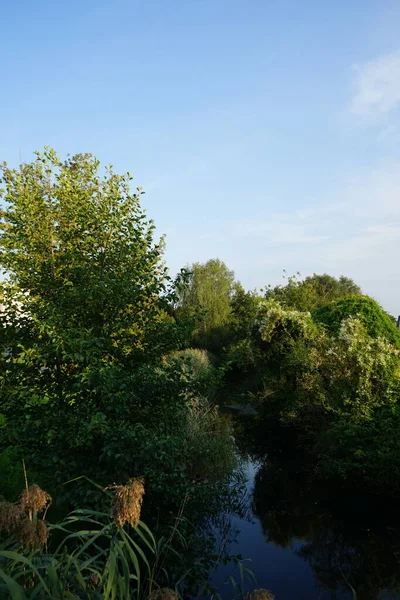 Magnifique Végétation Dense Sur Les Rives Rivière Wuhle Septembre Kopenick — Photo