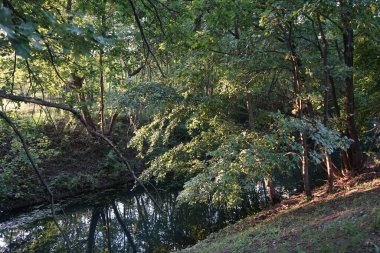Eylül ayında Wuhle Nehri 'nin kıyısındaki olağanüstü yoğun bitki örtüsü. Kopenick, Berlin, Almanya 