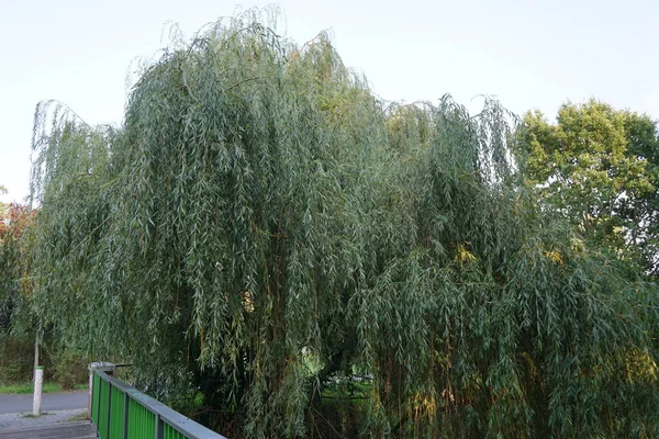 Gångbro Över Floden Wuhle Kopenick Berlin Tyskland — Stockfoto