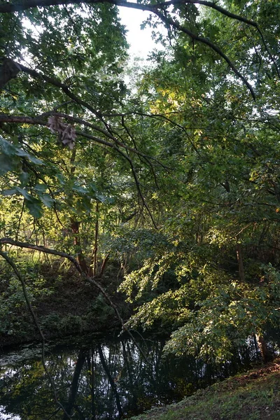 Υπέροχη Πυκνή Βλάστηση Στις Όχθες Του Ποταμού Wuhle Σεπτέμβριο Kopenick — Φωτογραφία Αρχείου