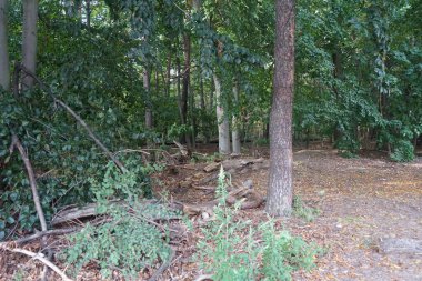 Berlin ormanındaki kaba odunsu döküntüler. Kopenick, Berlin, Almanya 