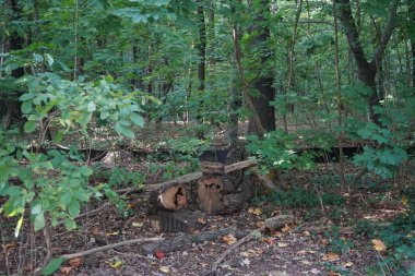 Berlin ormanındaki kaba odunsu döküntüler. Kopenick, Berlin, Almanya 