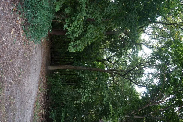 Breed Parcours Het Berlijnse Bos Kopenick Berlijn Duitsland — Stockfoto