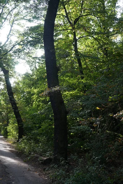 ベルリンの森の広い歩道 ドイツ ベルリンのコピネック — ストック写真