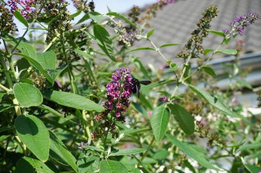 Pompilus Nijer, Buddleia Çiçek Gücü 'nün bahçesinde. Berlin, Almanya 