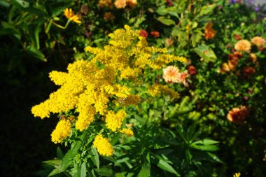 Solidago canadensis, Kanada 'da Asteraceae familyasından uzun ömürlü bir bitki türü. Berlin, Almanya