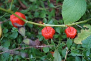 Kırmızı kabuklu Physalis alkekengi meyvesi. Berlin, Almanya