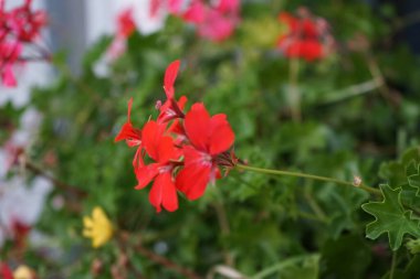 Pelargonium, genellikle sardunya olarak bilinir, ya da pencere kenarındaki bir kutuda leylek gagası. Berlin, Almanya