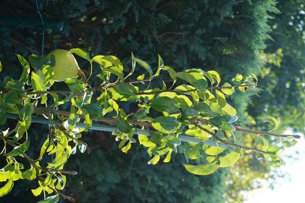 Kolumnar Hrušeň Strom Ovocem Říjnu Zahradě Berlín Německo — Stock fotografie