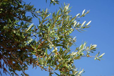 Olea europaea ağustosta meyve verir. Olea europaea, Oleaceae familyasından Akdeniz Havzası 'nda bulunan bir zeytin türüdür. Rodos Adası, Yunanistan