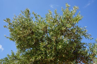 Olea europaea ağustosta meyve verir. Olea europaea, Oleaceae familyasından Akdeniz Havzası 'nda bulunan bir zeytin türüdür. Rodos Adası, Yunanistan