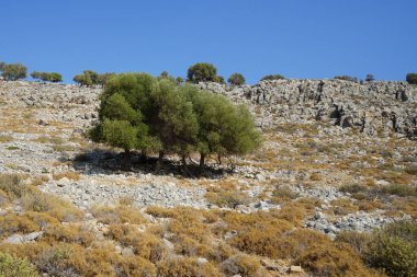 Olea europaea ağaçları Ağustos ayında Lardos tepesinde yetişir. Olea europaea, Oleaceae familyasından Akdeniz Havzası 'nda bulunan bir zeytin türüdür. Rodos Adası, Yunanistan 