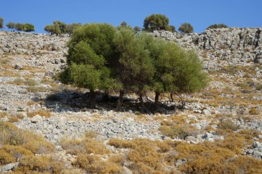 Olea europaea ağaçları Ağustos ayında Lardos tepesinde yetişir. Olea europaea, Oleaceae familyasından Akdeniz Havzası 'nda bulunan bir zeytin türüdür. Rodos Adası, Yunanistan 