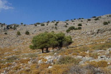 Olea europaea ağaçları Ağustos ayında Lardos tepesinde yetişir. Olea europaea, Oleaceae familyasından Akdeniz Havzası 'nda bulunan bir zeytin türüdür. Rodos Adası, Yunanistan 
