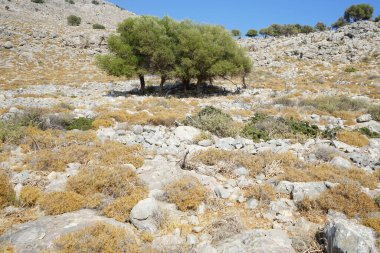 Olea europaea ağaçları Ağustos ayında Lardos tepesinde yetişir. Olea europaea, Oleaceae familyasından Akdeniz Havzası 'nda bulunan bir zeytin türüdür. Rodos Adası, Yunanistan 