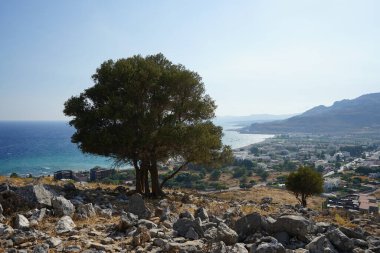 Olea europaea ağaçları Ağustos ayında Lardos tepesinde yetişir. Olea europaea, Oleaceae familyasından Akdeniz Havzası 'nda bulunan bir zeytin türüdür. Rodos Adası, Yunanistan 