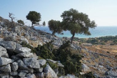 Rhamnus lycioides subsp. Ağustosta Lardos tepesinde yeşil meyveli oleoidler yetişir. Rhamnus lycioides, (Türkçe: 