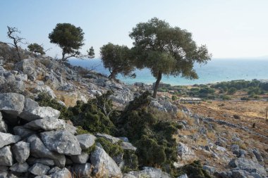 Rhamnus lycioides subsp. Ağustosta Lardos tepesinde yeşil meyveli oleoidler yetişir. Rhamnus lycioides, (Türkçe: 