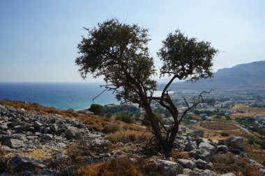 Ağustosta Lardos tepesinde büyüyen Ziziphus nilüfer ağacı. Ziziphus lotus, Akdeniz 'e özgü Buckthorn familyasından bir yaprak döken ağaçtır. Rodos Adası, Yunanistan 