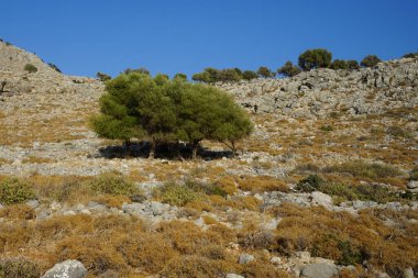 Olea europaea ağaçları Ağustos ayında Lardos tepesinde yetişir. Olea europaea, Oleaceae familyasından Akdeniz Havzası 'nda bulunan bir zeytin türüdür. Rodos Adası, Yunanistan 