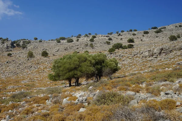 Olea Europaea Bäume Wachsen August Auf Dem Lardos Hügel Die — Stockfoto