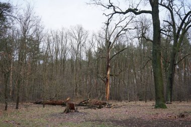 Kışın bitki örtüsüyle güzel orman manzarası, rüzgarın savurduğu ağaçlar, dallar ve şubatta görülen düşen yapraklar. Berlin, Almanya, Avrupa. 