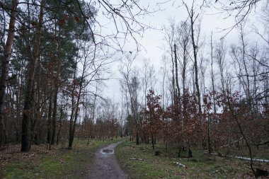 Kışın bitki örtüsüyle güzel orman manzarası, rüzgarın savurduğu ağaçlar, dallar ve şubatta görülen düşen yapraklar. Berlin, Almanya, Avrupa. 